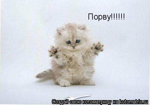 Порву!!!!!!... Котоматрица: Порву!!!!!!
