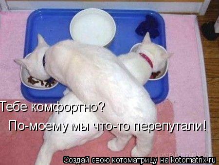 Тебе комфортно? По-моему мы что-то перепутали!... Котоматрица: Тебе комфортно? По-моему мы что-то перепутали!