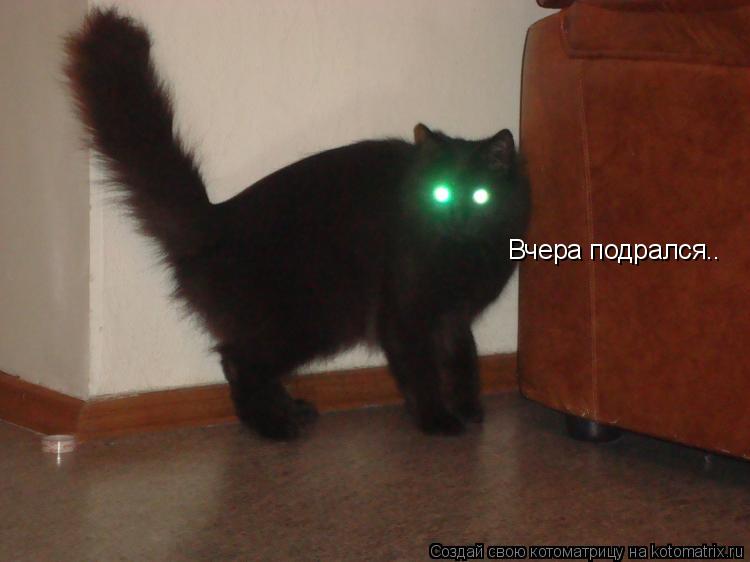 Котоматрица: Вчера подрался..