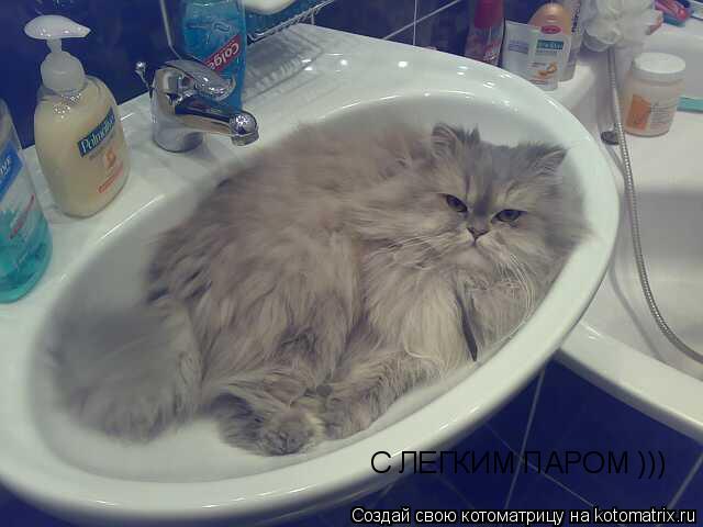 С ЛЕГКИМ ПАРОМ )))... Котоматрица: С ЛЕГКИМ ПАРОМ )))