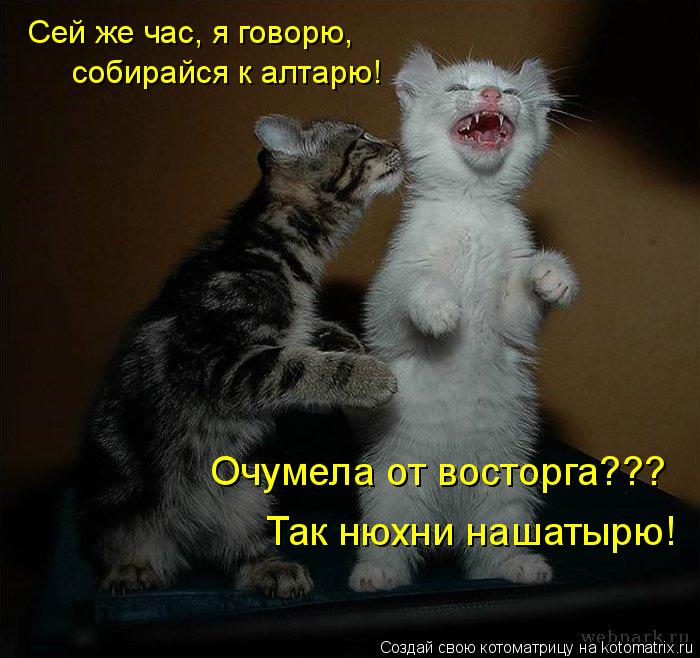 Котоматрица: Сей же час, я говорю, собирайся к алтарю! Очумела от восторга??? Так нюхни нашатырю!