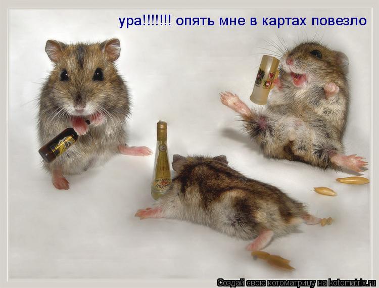 Котоматрица: ура!!!!!!! опять мне в картах повезло