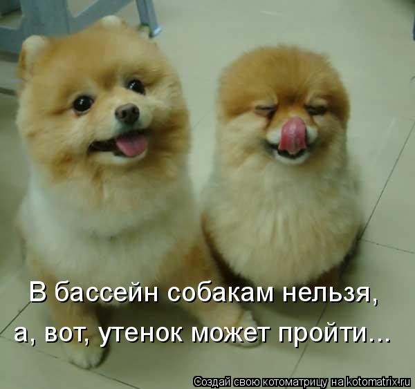 В бассейн собакам нельзя, а, вот, утенок может пройти...... Котоматрица: В бассейн собакам нельзя, а, вот, утенок может пройти...