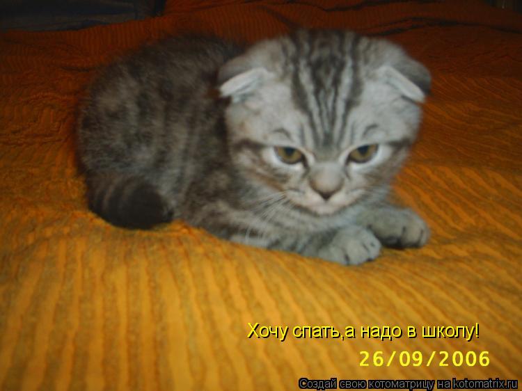 Хочу спать,а надо в школу!... Котоматрица: Хочу спать,а надо в школу!