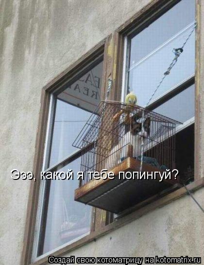Эээ, какой я тебе попингуй?... Котоматрица: Эээ, какой я тебе попингуй?