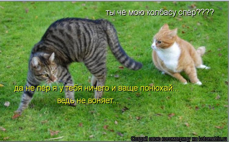 Котоматрица: ты чё мою колбасу спёр???? да не пёр я у тебя ничего и ваще понюхай... ведь не воняет...