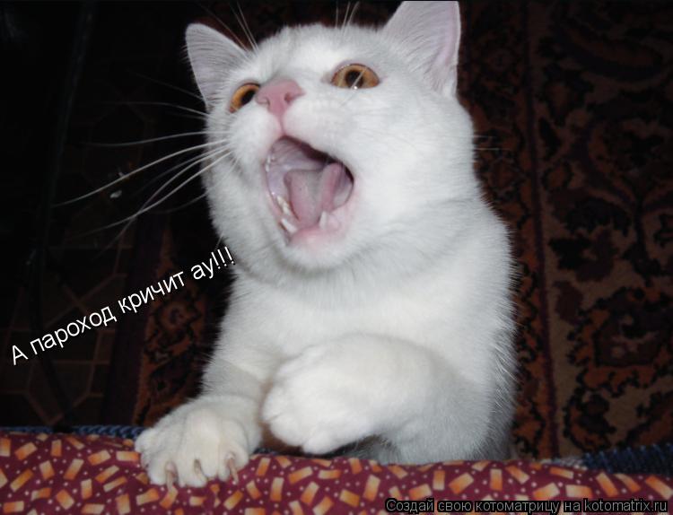 А пароход кричит ау!!!... Котоматрица: А пароход кричит ау!!!