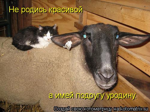 Котоматрица: Не родись красивой а имей подругу уродину.