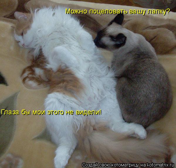 Котоматрица: Можно поцеловать вашу лапку? Глаза бы мои этого не видели!
