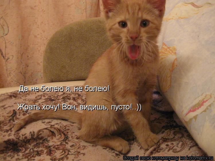 Да не болею я, не болею! Жрать хочу! Вон, видишь, пусто!..)) Жрать хочу! Вон, видишь, пусто!..))... Котоматрица: Да не болею я, не болею! Жрать хочу! Вон, видишь, пусто!..)) Жрать хочу! Вон, видишь, пусто!..))