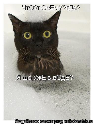 Котоматрица: ЧтО?пОсЕмУ?гДе? ЧтО?пОсЕмУ?гДе? Я шо,УжЕ в вОдЕ?
