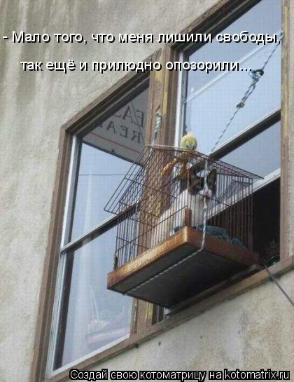 - Мало того, что меня лишили свободы, так ещё и прилюдно опозорили...... Котоматрица: - Мало того, что меня лишили свободы, так ещё и прилюдно опозорили...