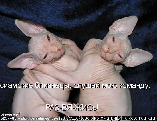 сиамские близнецы, слушай мою команду: РАЗ-ВЯ-ЖИСь!... Котоматрица: сиамские близнецы, слушай мою команду: РАЗ-ВЯ-ЖИСь!