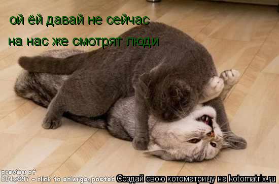 ой ёй давай не сейчас на нас же смотрят люди... Котоматрица: ой ёй давай не сейчас на нас же смотрят люди