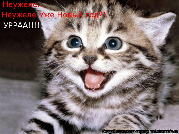 Неужеле... Неужеле Уже Новый год?! УРРАА!!!!... Котоматрица: Неужеле... Неужеле Уже Новый год?! УРРАА!!!!
