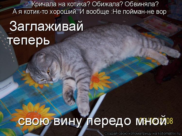 Котоматрица: свою вину передо мной А я котик-то хороший. И вообще :Не пойман-не вор Заглаживай  теперь Кричала на котика? Обижала? Обвиняла?