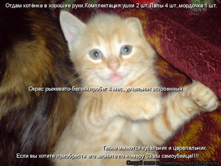 Котоматрица: Отдам котёнка в хорошие руки.Комплектация:ушки 2 шт.,Лапы 4 шт.,мордочка 1 шт. Окрас рыжевато-белый,пробег 4 мес.,урчальник встроенный. Также им