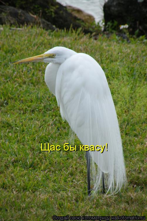 Щас бы квасу!... Котоматрица: Щас бы квасу!