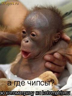 Котоматрица: а где чипсы?