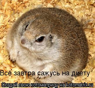 Всё завтра сажусь на диету... Котоматрица: Всё завтра сажусь на диету