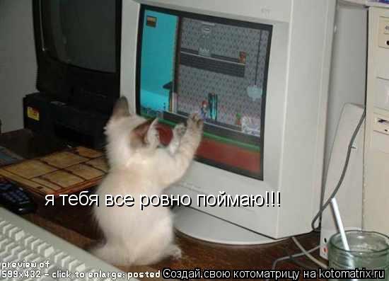 я тебя все ровно поймаю!!!... Котоматрица: я тебя все ровно поймаю!!!