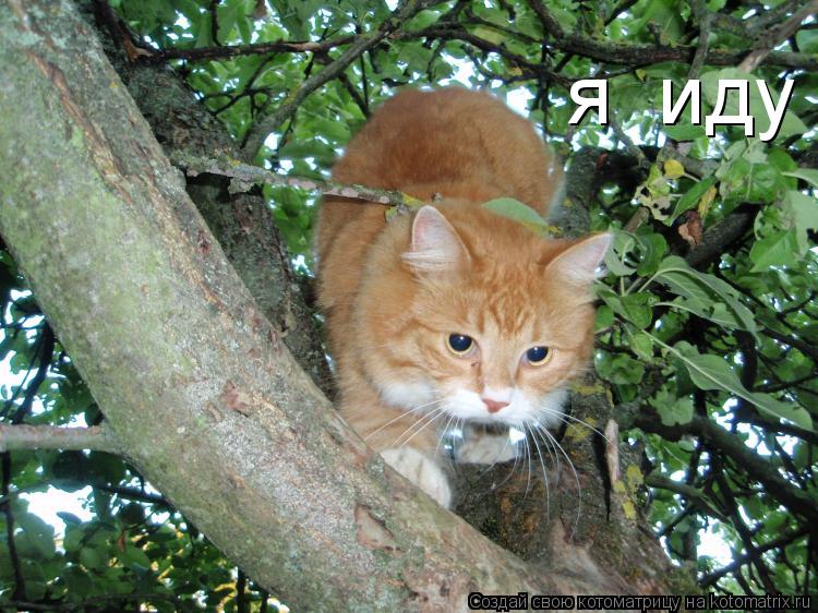Котоматрица: я  иду