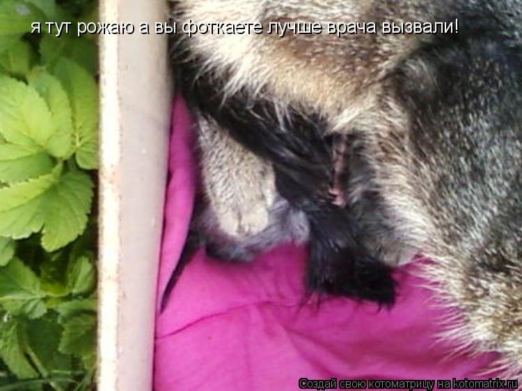 я тут рожаю а вы фоткаете лучше врача вызвали!... Котоматрица: я тут рожаю а вы фоткаете лучше врача вызвали!