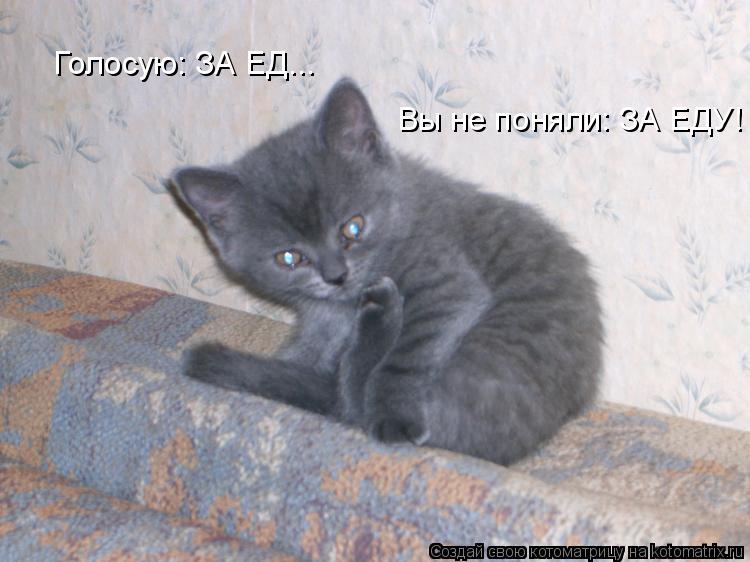 Котоматрица: Голосую: ЗА ЕД... Вы не поняли: ЗА ЕДУ!