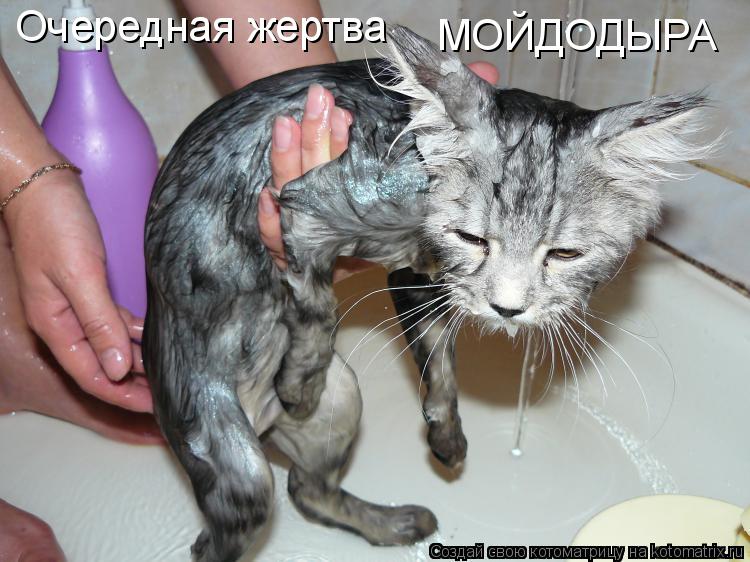 Котоматрица: Очередная жертва МОЙДОДЫРА