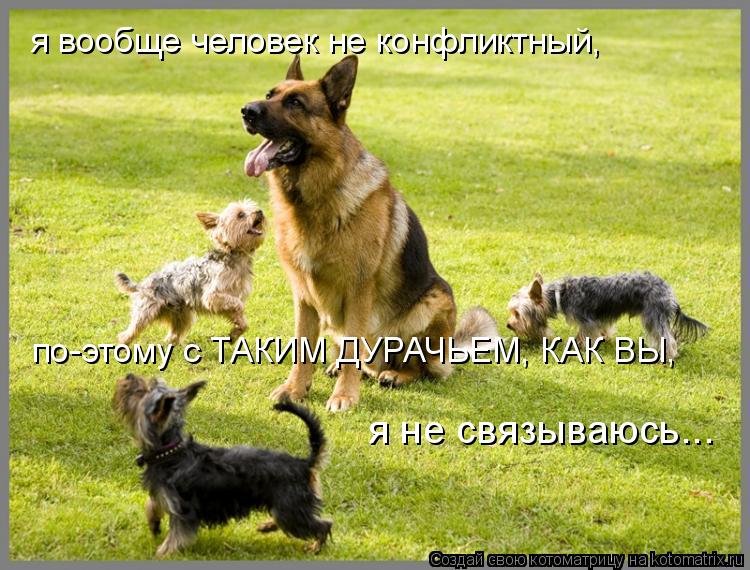 Котоматрица: по-этому с ТАКИМ ДУРАЧЬЕМ, КАК ВЫ, я вообще человек не конфликтный, я не связываюсь...