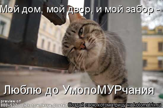 Люблю до УмопоМУРчания Мой дом, мой двор, и мой забор -... Котоматрица: Люблю до УмопоМУРчания Мой дом, мой двор, и мой забор -