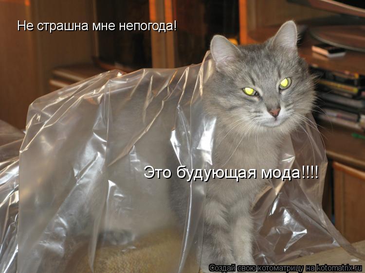 Не страшна мне непогода! Это будующая мода!!!!... Котоматрица: Не страшна мне непогода! Это будующая мода!!!!