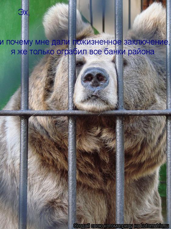 Эх, и почему мне дали пожизненное заключение, я же только ограбил все банки района... Котоматрица: Эх, и почему мне дали пожизненное заключение, я же только ограбил все банки района