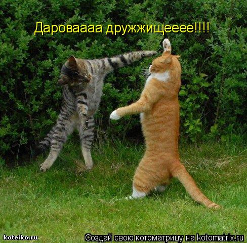 Котоматрица: Дароваааа дружжищееее!!!!
