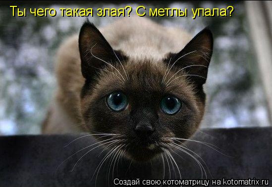 Котоматрица: Ты чего такая злая? С метлы упала?