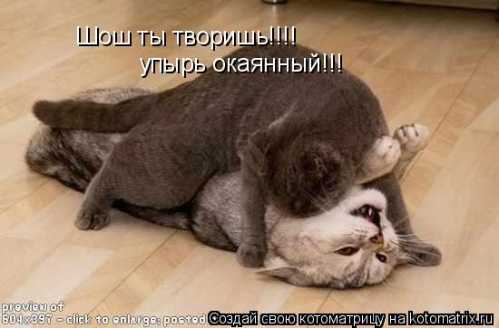 Шош ты творишь!!!! упырь окаянный!!!... Котоматрица: Шош ты творишь!!!! упырь окаянный!!!