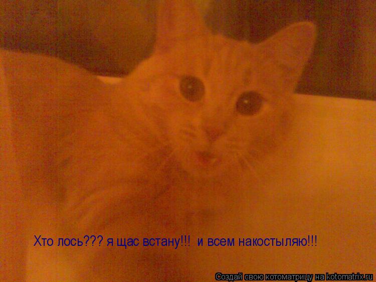 Хто лось??? я щас встану!!! и всем накостыляю!!!... Котоматрица: Хто лось??? я щас встану!!! и всем накостыляю!!!