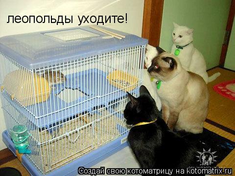 Котоматрица: леопольды уходите!