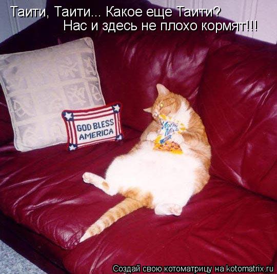 Таити, Таити... Какое еще Таити? Нас и здесь не плохо кормят!!!... Котоматрица: Таити, Таити... Какое еще Таити? Нас и здесь не плохо кормят!!!