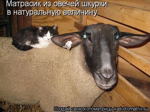 Котоматрица: Матрасик из овечей шкурки  в натуральную величину.