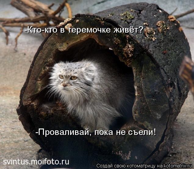 Котоматрица: -Кто-кто в теремочке живёт? -Проваливай, пока не съели!