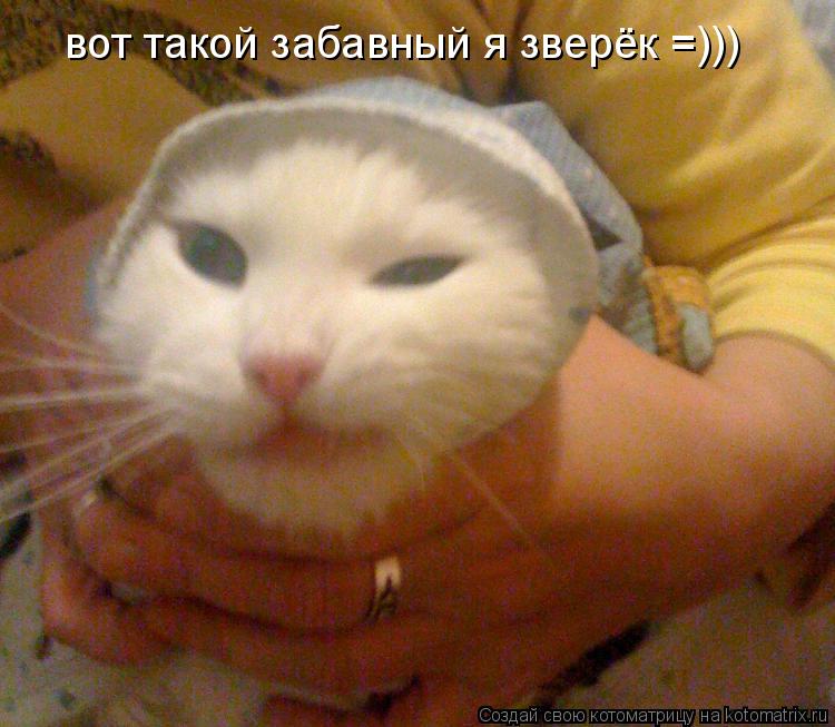 Котоматрица: вот такой забавный я зверёк =)))