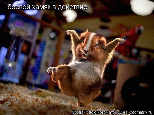 Котоматрица: боевой хамяк в действие