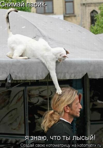 Котоматрица: Снимай парик- я знаю, что ты лысый!