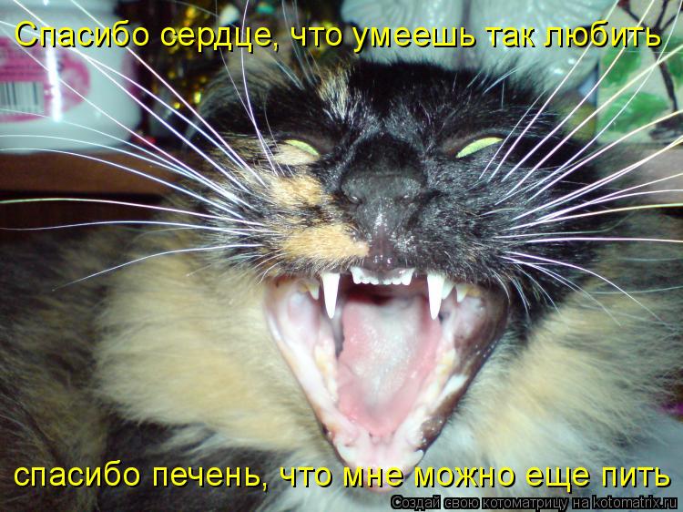 Котоматрица: Спасибо сердце, что умеешь так любить спасибо печень, что мне можно еще пить