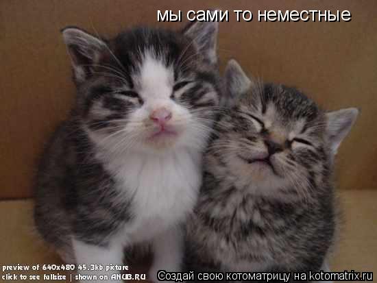 мы сами то неместные... Котоматрица: мы сами то неместные