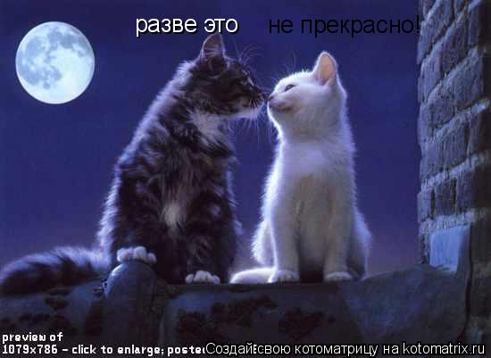 не прекрасно! разве это... Котоматрица: не прекрасно! разве это
