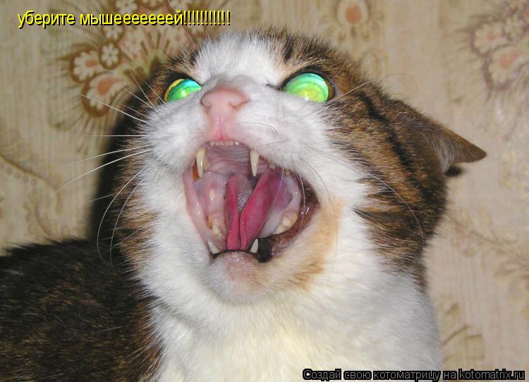 Котоматрица: уберите мышееееееей!!!!!!!!!!!