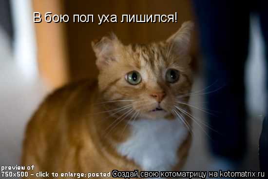 В бою пол уха лишился!... Котоматрица: В бою пол уха лишился!