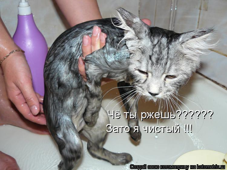 Чё ты ржешь?????? Зато я чистый !!!... Котоматрица: Чё ты ржешь?????? Зато я чистый !!!